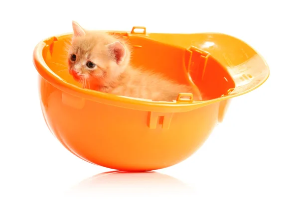 小さな子猫とオレンジ色のヘルメット — ストック写真