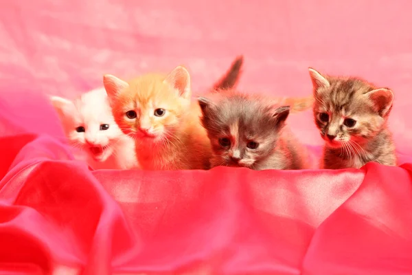 Small kittens on red — Stock Photo, Image
