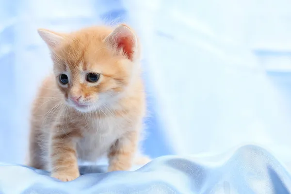 Kleine mooie kitten — Stockfoto
