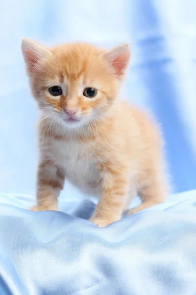 Petit joli chaton — Photo
