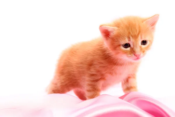 Piccolo grazioso gattino — Foto Stock