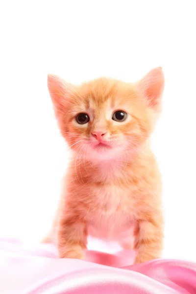 Petit joli chaton — Photo