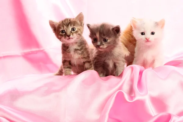Los gatitos pequeños sobre rosado — Foto de Stock