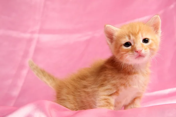 Kleines hübsches Kätzchen — Stockfoto