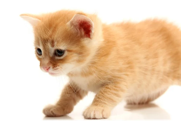 Μικρό όμορφο γατάκι — Φωτογραφία Αρχείου