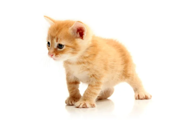 Pequeno gatinho bonito — Fotografia de Stock