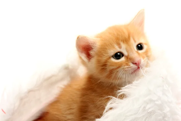 Küçük kırmızı kedi ve yılbaşı şapkası — Stok fotoğraf
