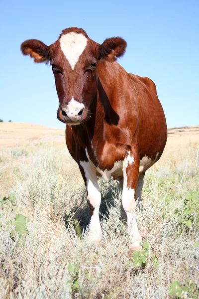 Mucca senza corna guardare anteriore — Foto Stock