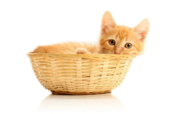 Hasır sepet içinde küçük yavru kedi — Stok fotoğraf