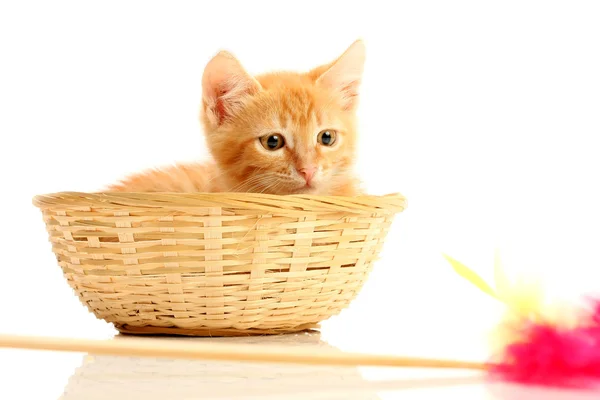 Pequeño gatito en cesta de paja — Foto de Stock
