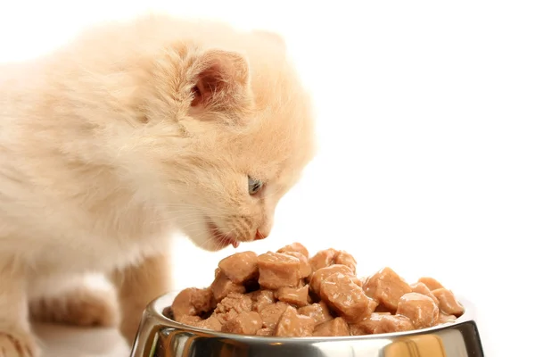 Small kitten eats from a steel bowl — Stock Photo, Image