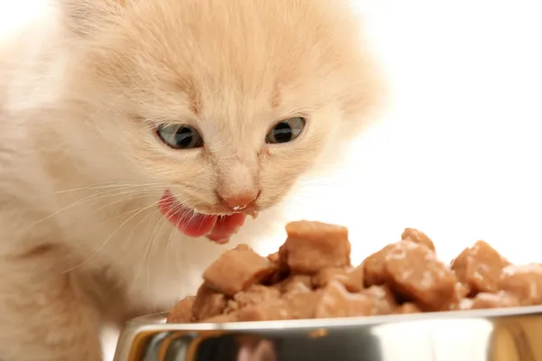 Pequeno gatinho come de uma tigela de aço — Fotografia de Stock