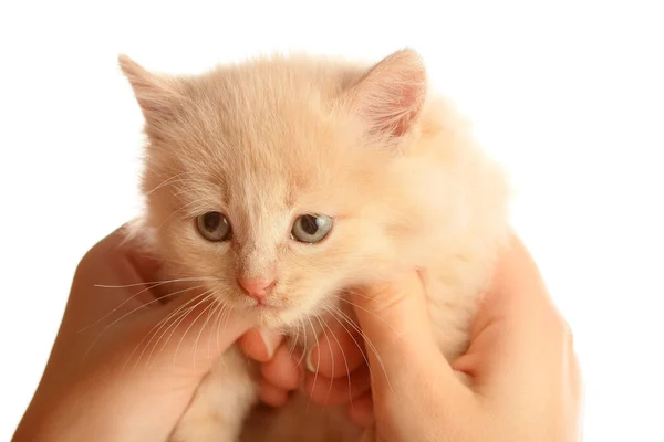 Kleine mooie kitten — Stockfoto