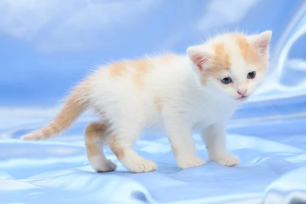 Pequeño gatito bonito — Foto de Stock