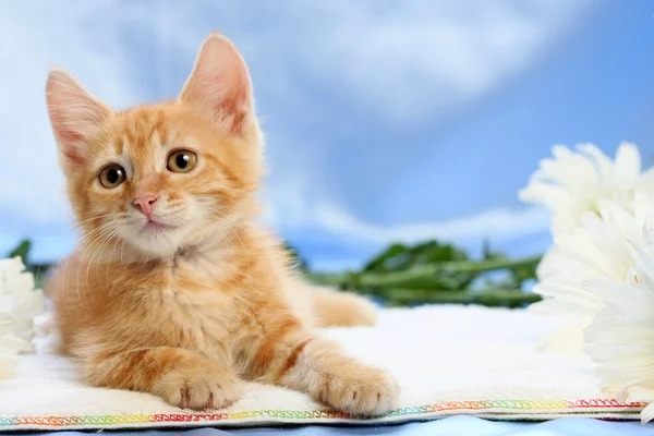 Small lovable kitten with camomiles — Stock Photo, Image