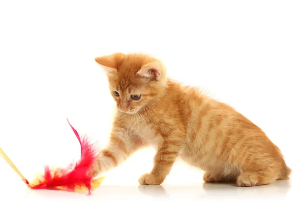 Small playful kitty — Stock Photo, Image