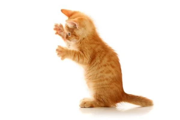 Piccolo gattino giocoso — Foto Stock