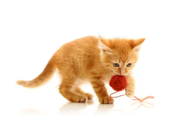Küçük oynak kitty — Stok fotoğraf