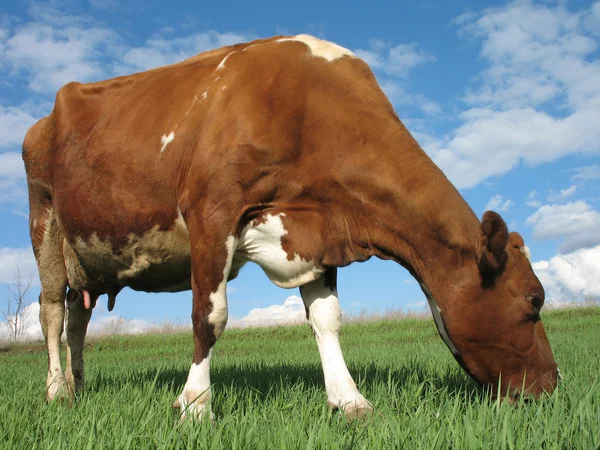 Vaca sem chifres comendo grama jovem — Fotografia de Stock