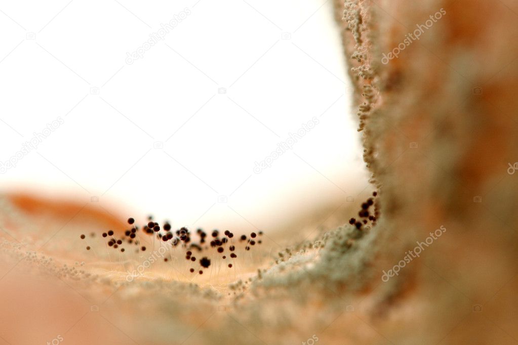 Mould growing on old bread
