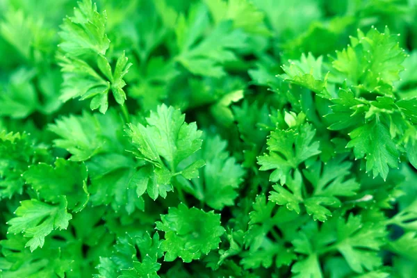 stock image Fresh green leaves of a parsley