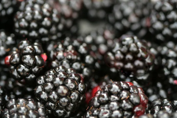 Verse, sappige blackberry — Stockfoto