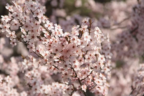 stock image Apple flowers