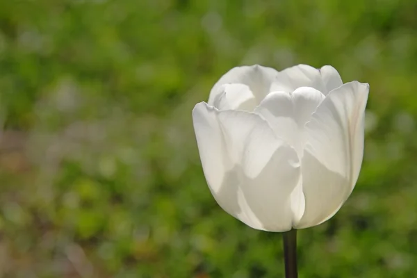 Witte tulip — Stockfoto