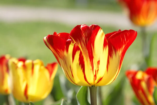 Champ tulipes — Photo