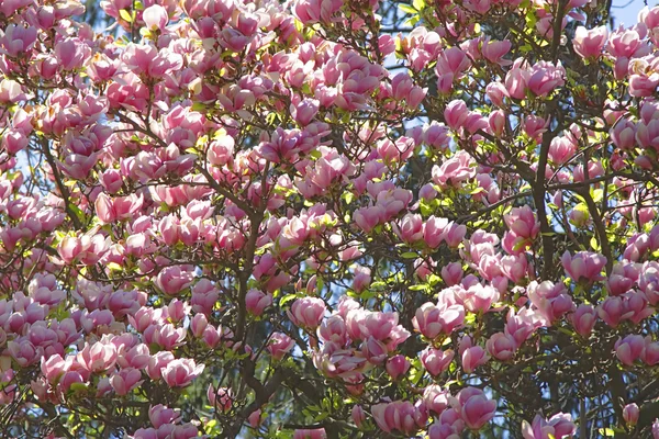 stock image Magnolia tree background