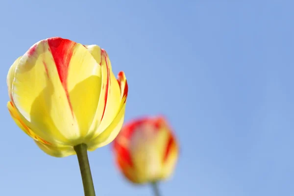 Tulipes et ciel — Photo