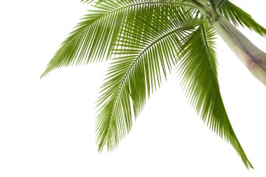 Palm tree clipart