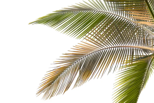 Welke und gelbe Palmblätter — Stockfoto