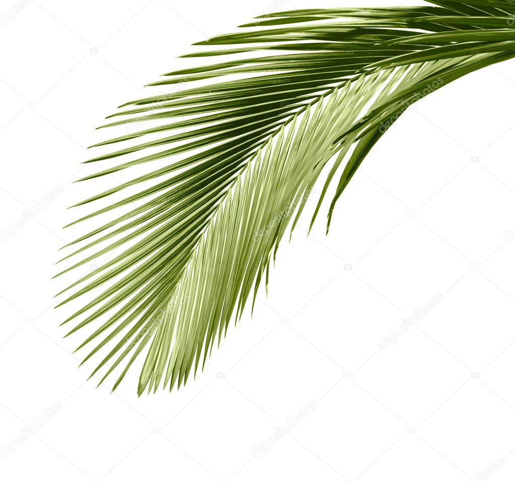 Leaves of palm tree — Stock Photo © khuang 5779141