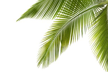 Palm tree clipart