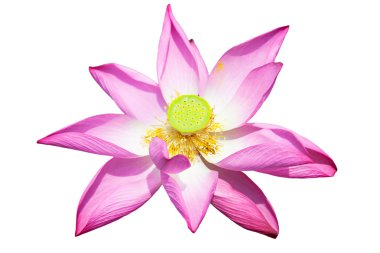 Lotus flower isolated on white clipart