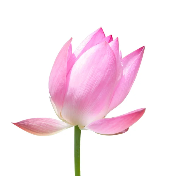 Lotus flower isolated on white — Stock Photo, Image