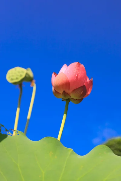 Lotus against perfect sky — Stock Photo, Image