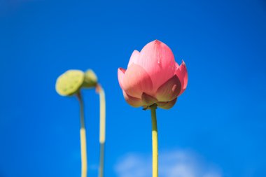 Pink lotus clipart