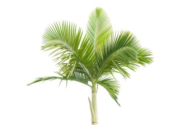 Palm tree isolated on white background clipart