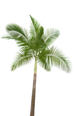 Palm tree isolated on white background clipart