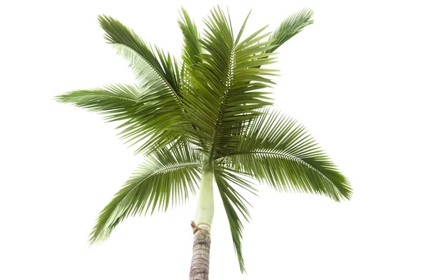 Palm tree isolated on white background — Stock Photo, Image