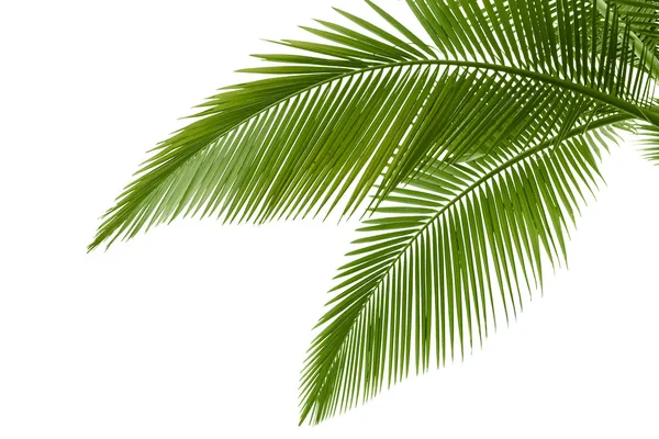 棕榈的叶子 免版税图库图片
