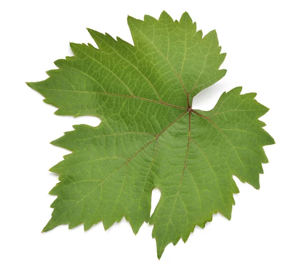Grape leaf. — Stock Photo, Image