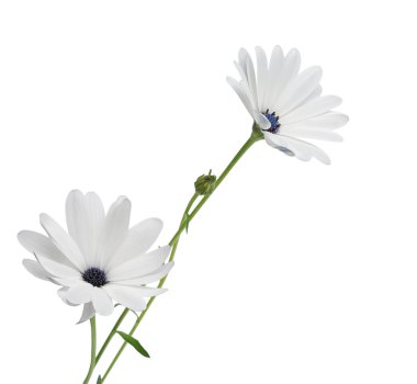 Osteospermum clipart