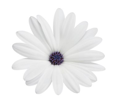 Osteospermum