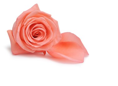 Pink rose and petals clipart