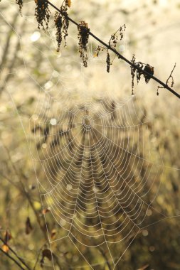 Cobweb backlit by the morning sun