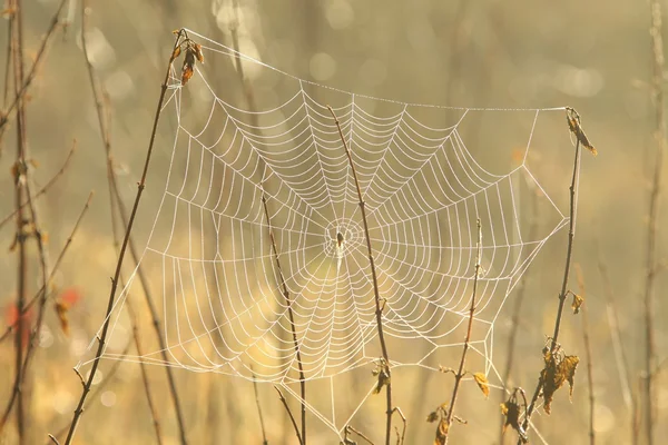 Cobweb retroiluminado pelo sol da manhã — Fotografia de Stock