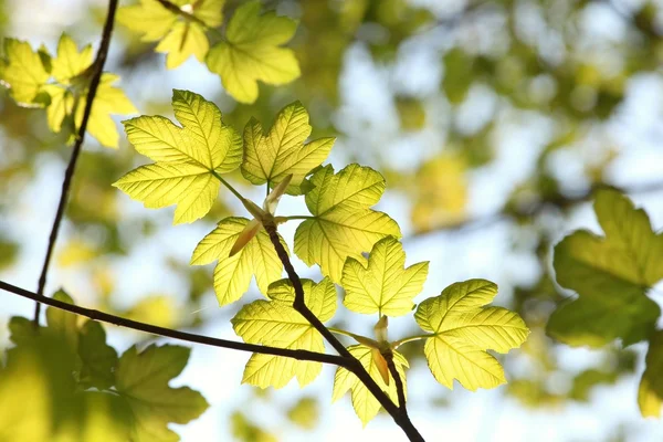 Close-up of spring leaves — Stock Photo, Image